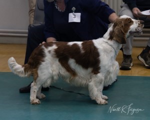 Good Citizen Dog Scheme